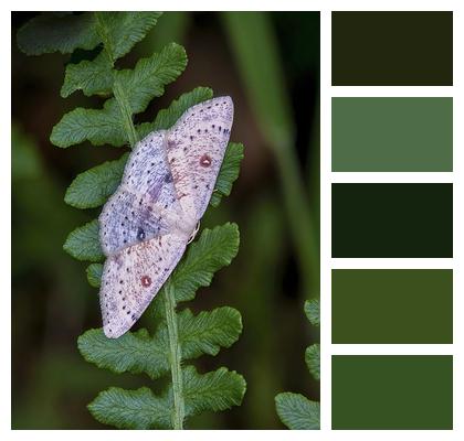 Birch Mocha Lepidoptera Moth Image